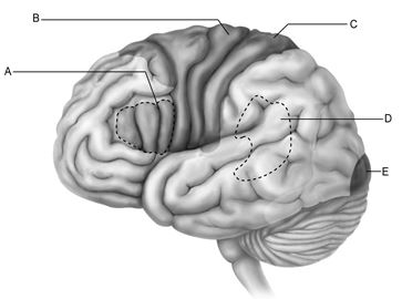 <strong> Figure 13.1 Use the diagram above to answer the following questions. Which letter indicates Wernicke's area, which is important for understanding spoken words?</strong> A) A B) B C) C D) D E) E