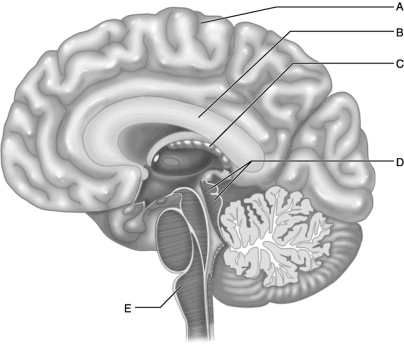 <strong> Figure 13.2 Use the diagram above to answer the following questions. Which letter indicates the corpus callosum, which is an area of white matter where axons from one cerebral hemisphere cross the midline to the opposite hemisphere?</strong> A) A B) B C) C D) D E) E