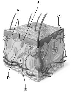 <strong> Figure 14.1 Use the diagram above to answer the following questions. Which letter indicates a bulbous corpuscle (Ruffini ending) that slowly adapts to deep pressure stimuli?</strong> A) A B) B C) C D) D E) E