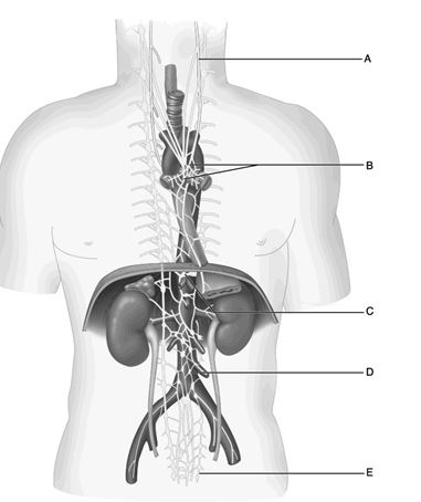 <strong> Figure 15.1 Use the diagram above to answer the following questions. Which letter indicates the cardiac plexus?</strong> A) A B) B C) C D) D E) E
