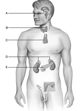 <strong> Figure 17.1 Use the diagram above to answer the following questions. Identify the letter that indicates a master gland that secretes at least nine hormones.</strong> A) A B) B C) C D) D E) E