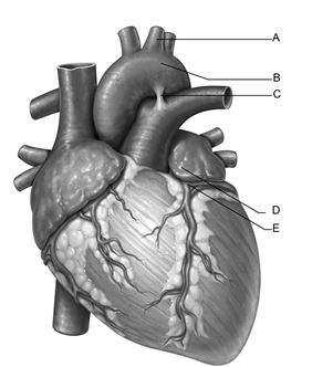<strong> Figure 19.1 Use the diagram above to answer the following questions. Identify the letter that indicates the ligamentum arteriosum.</strong> A) A B) B C) C D) D E) E