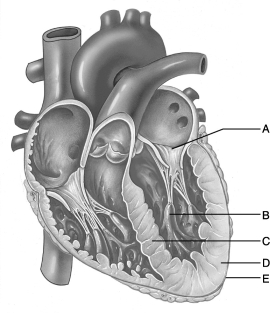 <strong> Figure 19.2 Use the diagram above to answer the following questions. Identify the letter that indicates anchor points for chordae tendineae, comprised of cells from the myocardium.</strong> A) A B) B C) C D) D E) E