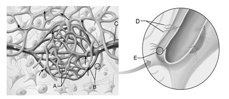 <strong> Figure 21.1 Use the diagram above to answer the following questions. Identify the letter that indicates the smallest lymphatic vessel that collects lymph in the peripheral tissue.</strong> A) A B) B C) C D) D E) E