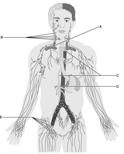 <strong> Figure 21.2 Use this illustration to answer the following questions. Identify the letter that indicates the large lymph vessel that drains three-quarters of the body.</strong> A) A B) B C) C D) D E) E