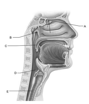 <strong> Figure 22.1 Use the diagram above to answer the following questions. Identify the letter that indicates the opening of the pharyngotympanic tube.</strong> A) A B) B C) C D) D E) E