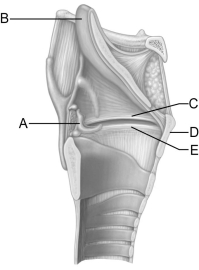 <strong> Figure 22.3 Use the diagram above to answer the following questions. Identify the letter that indicates the cartilage that has a laryngeal prominence that is also known as the Adam's apple.</strong> A) A B) B C) C D) D E) E