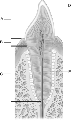 <strong> Figure 23.3 Use the diagram above to answer the following questions. Identify the letter that indicates the crown.</strong> A) A B) B C) C D) D E) E