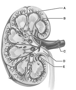<strong> Figure 24.1 Use the diagram above to answer the following questions. Identify the letter that indicates a cortical radiate artery.</strong> A) A B) B C) C D) D E) E