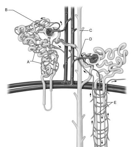 <strong> Figure 24.2 Use the diagram above to answer the following questions. Identify the letter that indicates the region of the nephron with receptors sensitive to antidiuretic hormone (ADH).</strong> A) A B) B C) C D) D E) E