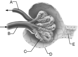 <strong> Figure 24.3 Use the diagram above to answer the following questions. Identify the letter that indicates blood vessels covered by podocytes.</strong> A) A B) B C) C D) D E) E