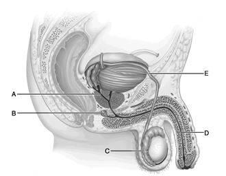 <strong> Figure 25.1 Use the diagram above to answer the following questions. Identify the letter that indicates the gland that secretes neutralizing mucus prior to ejaculation.</strong> A) A B) B C) C D) D E) E