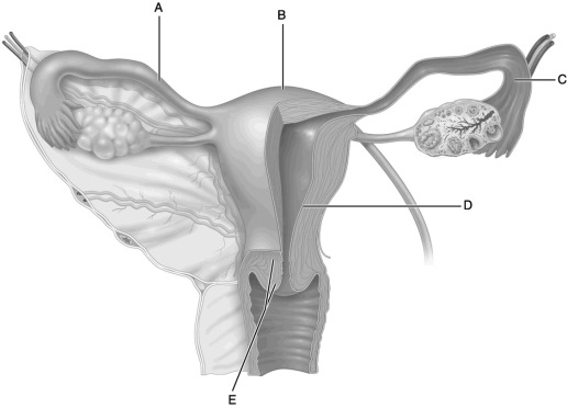<strong> Figure 25.2 Use the diagram above to answer the following questions. Identify the letter that indicates the cervix.</strong> A) A B) B C) C D) D E) E