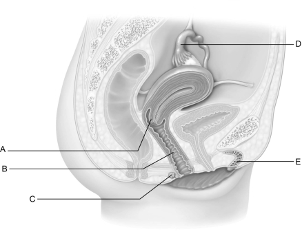 <strong> Figure 25.3 Use the diagram above to answer the following questions. Identify the letter that indicates the neck of the uterus.</strong> A) A B) B C) C D) D E) E