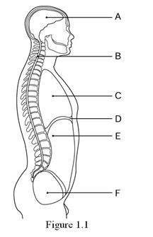 <strong> Label F points to the ________ cavity.</strong> A) thoracic B) pelvic C) cranial D) abdominal