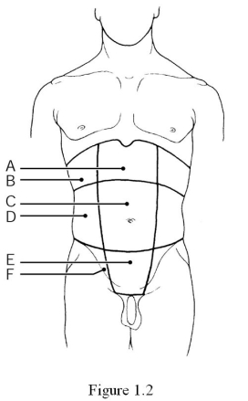 <strong> Which region is the umbilical region?</strong> A) Label A B) Label B C) Label C D) Label D E) Label E F) Label F