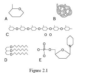 <strong> Using Figure 2.1, identify the following: Which letter represents a carbohydrate polymer?</strong> A) Label A B) Label B C) Label C D) Label D E) Label E