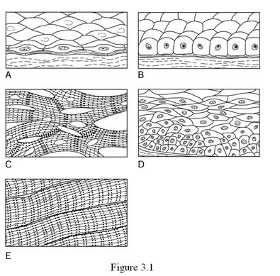 <strong> Using Figure 3.1, match the following: The illustration of stratified squamous epithelium is ________.</strong> A) Label A B) Label B C) Label C D) Label D E) Label E