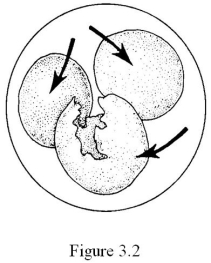 <strong> The cell shown in Figure 3.2 has been placed into a(n) ________ solution.</strong> A) hypertonic B) hypotonic C) isotonic D) equilibrium