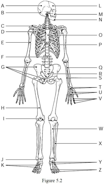 <strong> Using Figure 5.2, identify the following: The fibula is indicated by ________.</strong> A) Label Q B) Label X C) Label R D) Label T E) Label W
