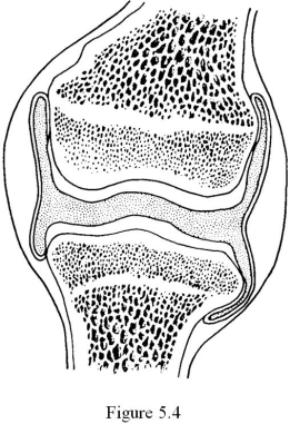 <strong> The type of joint shown in Figure 5.4 is ________.</strong> A) a suture B) a fibrous joint C) an amphiarthrotic joint D) a cartilaginous joint E) a synovial joint