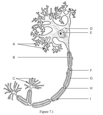 <strong> Using Figure 7.1, identify the following: The axon is indicated by ________.</strong> A) Label B B) Label F C) Label H D) Label I E) Label A