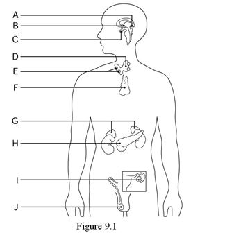 <strong> Using Figure 9.1, identify the following: The glands situated around the thyroid gland that operate entirely under humoral control are represented by ________.</strong> A) Label C B) Label F C) Label E D) Label B E) Label G