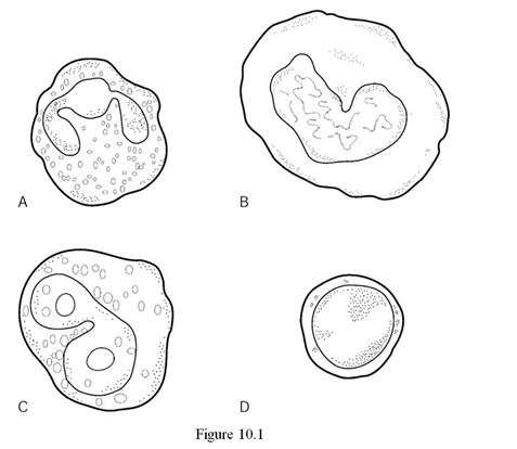 <strong> Using Figure 10.1, identify the following: The eosinophil is indicated by ________.</strong> A) Label A B) Label B C) Label C D) Label D