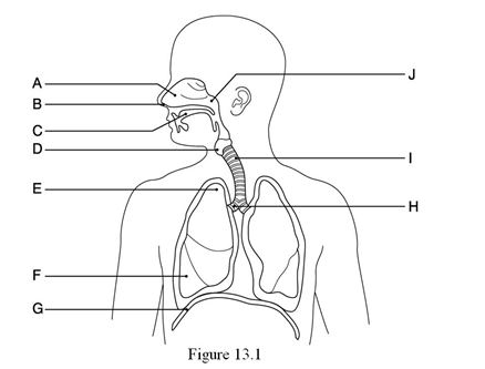 <strong> Using Figure 13.1, identify the following: The nasal cavity is indicated by ________.</strong> A) Label D B) Label C C) Label B D) Label H E) Label A