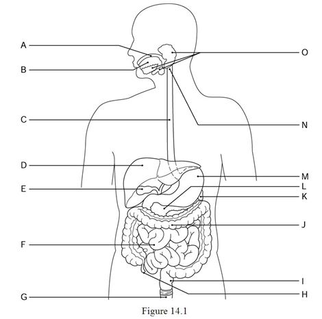 <strong> Using Figure 14.1, identify the following: The appendix is indicated by ________.</strong> A) Label I B) Label F C) Label D D) Label G E) Label H