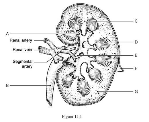 <strong> Using Figure 15.1, identify the following: The renal pelvis is indicated by ________.</strong> A) Label E B) Label A C) Label G D) Label F E) Label B