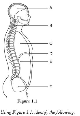 <strong>  Identify the structure that separates the thoracic cavity from the rest of the ventral cavity.</strong> A) Label A B) Label B C) Label C D) Label D E) Label E F) Label F <div style=padding-top: 35px> 