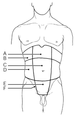 <strong>  Which region is the umbilical region?</strong> A) Label A B) Label B C) Label C D) Label D E) Label E F) Label F <div style=padding-top: 35px> 