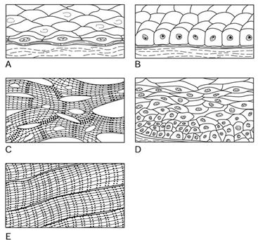 <strong>  Using Figure 3.1, match the following: The illustration of skeletal muscle tissue is ________.</strong> A) Label A B) Label B C) Label C D) Label D E) Label E <div style=padding-top: 35px> 