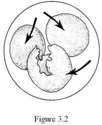 <strong>  The cell shown in Figure 3.2 has been placed into a(n) ________ solution.</strong> A) hypertonic B) hypotonic C) isotonic D) equilibrium <div style=padding-top: 35px> 