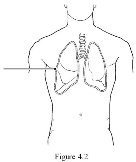 <strong> Using Figure 4.1, identify the following: The layer responsible for whorled ridges on the epidermal surfaces is indicated by ________.</strong> A) Label A B) Label B C) Label C D) Label D E) Label E F) Label F