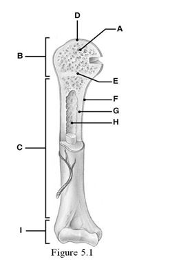 <strong>Using Figure 5.1, identify the following: The periosteum, a connective tissue covering on the diaphysis, is represented by ________.</strong> A) Label C B) Label A C) Label G D) Label B E) Label F