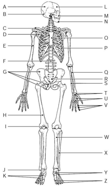 <strong> Figure 5.2 Using Figure 5.2, identify the following: The carpals are indicated by ________.</strong> A) Label N B) Label X C) Label J D) Label I E) Label T