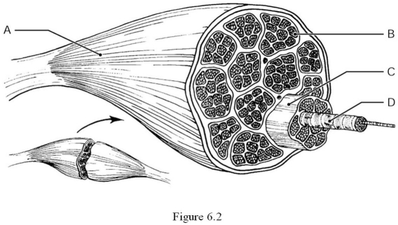 <strong> Using Figure 6.2, match the following: The epimysium is represented by ________.</strong> A) Label A B) Label B C) Label C D) Label D