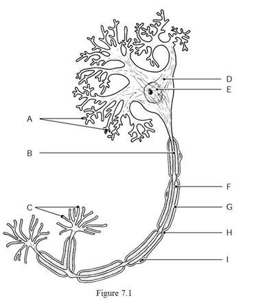 <strong> Using Figure 7.1, identify the following: The axon terminals are indicated by ________.</strong> A) Label I B) Label G C) Label B D) Label A E) Label C