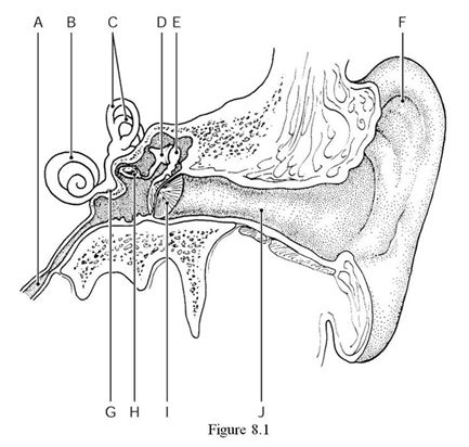 <strong> Using Figure 8.1, identify the following: The auricle (pinna) is indicated by ________.</strong> A) Label F B) Label E C) Label J D) Label A E) Label B