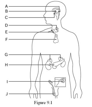 <strong>  Using Figure 9.1, identify the following: The glands situated around the thyroid gland that operate entirely under humoral control are represented by ________.</strong> A) Label C B) Label F C) Label E D) Label B E) Label G <div style=padding-top: 35px> 