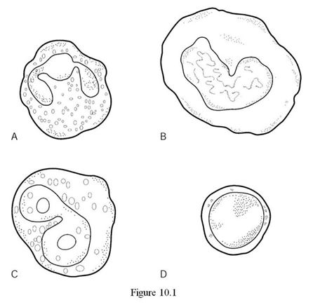 <strong>  Using Figure 10.1, identify the following: The lymphocyte is indicated by ________.</strong> A) Label A B) Label B C) Label C D) Label D <div style=padding-top: 35px> 