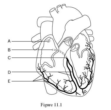 <strong>  Using Figure 11.1, identify the following: The atrioventricular (AV) node is indicated by ________.</strong> A) Label A B) Label B C) Label C D) Label D E) Label E <div style=padding-top: 35px> 