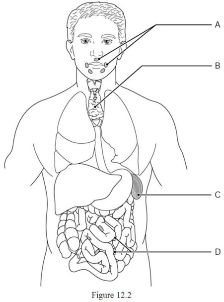 <strong> Using Figure 12.2, identify the following: The lymphoid organ that destroys worn-out blood cells is indicated by ________.</strong> A) Label A B) Label B C) Label C D) Label D