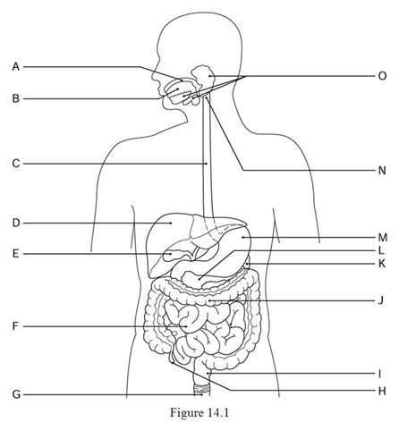 <strong> Using Figure 15.1, identify the following: The renal pelvis is indicated by ________.</strong> A) Label E B) Label A C) Label G D) Label F E) Label B