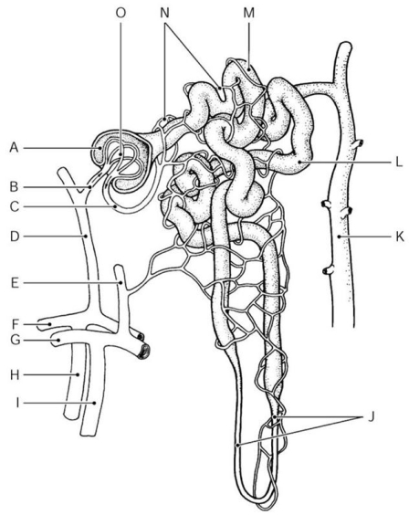 <strong> Figure 15.2 Using Figure 15.2, identify the following: The efferent arteriole is indicated by ________.</strong> A) Label D B) Label C C) Label L D) Label K E) Label B