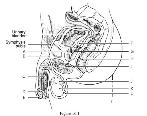 <strong> Using Figure 16.1, identify the following: The epididymis is indicated by ________.</strong> A) Label J B) Label K C) Label L D) Label A E) Label B