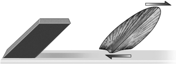 <strong>The fossil in the image below has been subjected to what type of stress?  </strong> A)brittle B)tensional C)shear D)compressional <div style=padding-top: 35px> 