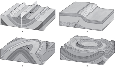 Which of the following shows a plunging fold?
